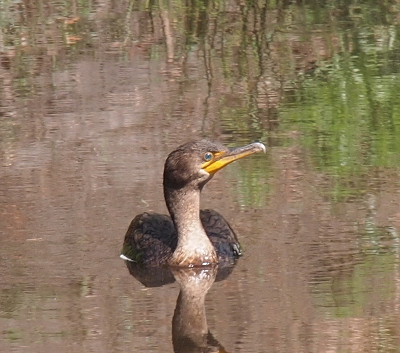 [A cormorant is swimming toward the camera. It's head is turned to the right showing the lighter color of its neck and head--more light grey than brown/black.]